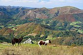 Pottoks in summer on Mount Baygoura (Baïgura) in front of the Artzamendi (926m), Basque Country, France