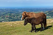 Horse and Pottok in summer at the top of Mount Baygoura (Baïgura) : in the distance the Basque coast, Pyrénées-Atlantiques, France