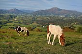 Pottoks in piebald dress on the summer pastures of Ainhoa: in the distance the mountain of the Rhune, Basque Country, France