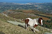 Ascent on the Rhune: meeting with a Pottok with piebald dress. In the distance, the bay of Saint-Jean-De-Luz, Basque Country, France
