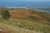 Hiking to La Rhune, View on the bay of Saint-Jean-De-Luz, Basque Country, France