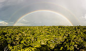 Stormy skies and rainbows over the lowland rainforest of the Ducke Forest Reserve, Manaus, Brazil.