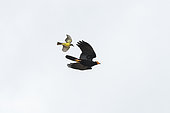 Black Caracara (Daptrius ater) hooted in flight by aTropical Kingbird (Tyrannus melancholicus), Alter do Chao, Brazilian Amazon.