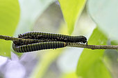 Millipede of Guyana (Orthoporus lomonti) on a branch on the Mirande trail in the National Nature Reserve of Mount Grand Matoury, French Guiana