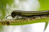 Millipede of Guyana (Orthoporus lomonti) on a branch on the Mirande trail in the National Nature Reserve of Mount Grand Matoury, French Guiana