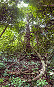Tree, liana and undergrowth of the Mirande trail in the Grand Matoury National Nature Reserve, French Guiana