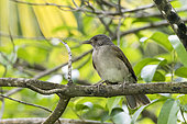 Hauxwell's Thrush (Turdus hauxwelli) resting in a tree on the Salvation Islands, French Guiana