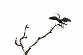 Anhinga (Anhinga anhinga) on a dead tree in Tortuga in the Orinoco Delta, Venezuela