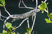 Young green Iguana (Iguana iguana) resting on branches overlooking a stream in Fort-de-France, Martinique