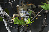 Green Iguana (Iguana iguana) adult eating the leaves, inflorescence and seeds of a tree in Fort-de-France, Martinique