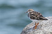 Ruddy Turnstone (Arenaria interpres) adult in inter-bridal plumage on a rock near the sea in the Salvation Islands, French Guiana