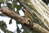 Spot-breasted Woodpecker (Colaptes punctigula) female with the upper mandible of the beak broken on a tree in Vira Sebo, Brazilian Amazonia
