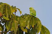 Green-rumped Parrotlet (Forpus passerinus) on a bush in the Canal do Jari near Santarem, Brazilian Amazon