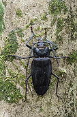 Adult male longhorn beetle (Ctenoscelis ater) on the trunk of a tree in the Flona de Santarem Forest Reserve, Brazilian Amazonia
