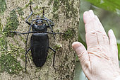 Adult male longhorn beetle (Ctenoscelis ater) on the trunk of a tree (with a man's hand to give the ladder) in the Flona de Santarem Forest Reserve, Brazilian Amazonia