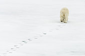 Polar bear (Ursus maritimus) wandering alone on the pack ice, leaving its footprints in the snow, arctic ocean off the coast of Spitsbergen.