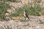 Desert Wheatear (Oenanthe deserti) female in the Eastern Gobi Desert, Khanbogd, Mongolia