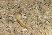 Midday jird (Meriones meridianus) at night in the Galba Gobi Desert, Mongolia