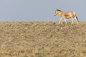 Asian wild ass (Equus hemionus) in a semi-arid steppe landscape of the Galba Gobi Desert, Ulgii Hiit, Mongolia