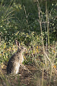 Tolai Hare (Lepus tolai) eating grasses in an oasis in the Galba Gobi Desert, Ulgii Hiit, Mongolia