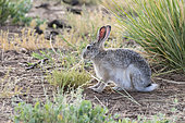 Tolai Hare (Lepus tolai) eating grasses in an oasis in the Galba Gobi Desert, Ulgii Hiit, Mongolia
