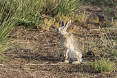 Tolai Hare (Lepus tolai) eating grasses in an oasis in the Galba Gobi Desert, Ulgii Hiit, Mongolia