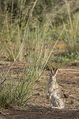 Tolai Hare (Lepus tolai) eating grasses in an oasis in the Galba Gobi Desert, Ulgii Hiit, Mongolia