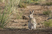 Tolai Hare (Lepus tolai) eating grasses in an oasis in the Galba Gobi Desert, Ulgii Hiit, Mongolia