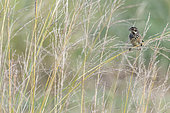 Reed Bunting (Emberiza schoeniclus) on grasses in an oasis in the Galba Gobi Desert, Ulgii Hiit, Mongolia