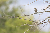 Isabelline Shrike (Lanius isabellinus) young on the branch of a shrub in an oasis in the Galba Gobi Desert, Ulgii Hiit, Mongolia
