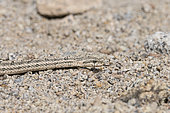 Steppe Rat Snake (Elaphe dione) in the bed of a wadi in the Galba Gobi Desert, Khanbogd, Mongolia