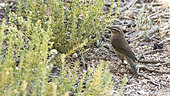 Dusky warbler (Phylloscopus fuscatus) on a migratory stopover in the Galba Gobi Desert, Khanbogd, Mongolia