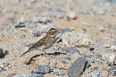 Little Bunting (Emberiza pusilla) on a migratory stopover in the Galba Gobi Desert, Khanbogd, Mongolia