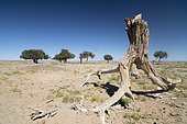 Galba Gobi Desert Landscape, Khanbogd, Mongolia