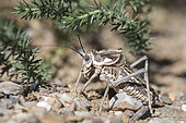 Bushcricket (Zichya sp) male in the Galba Gobi desert, Khanbogd, Mongo