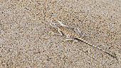 Toad-headed Agama (Phrynocephalus arabicus) on the sand to escape predators in the desert of Ras al Rways, Oman