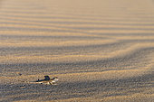 Toad-headed Agama (Phrynocephalus arabicus) on the sand to escape predators in the desert of Ras al Rways, Oman