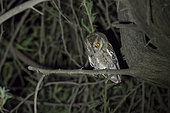 Arabian Scops Owl (Otus pamelae) adult in a tree, Dhofar Province, Oman