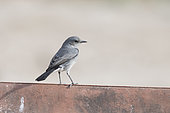 Blackstart (Oenanthe melanura) on a wall, Wadi Darbat, Dhofar province, Oman