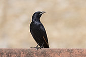 Tristam's Starling (Onychognathus tristramii) on a wall, Dhofar province, Oman