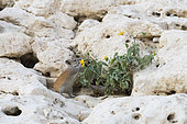 Golden Spiny Mouse (Acomys russatus) eating the yellow flower of a Malvaceae in Wadi Hashir, Dhofar province, Oman