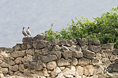 Arabian Partridge (Alectoris melanocephala) on a stone wall, Mughsayl, Dhofar province, Oman