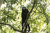 Mantled Howler Monkey (Alouatta palliata) male in a tree, Soberania National Park, Panama