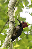 Crimson-crested Woodpecker (Campephilus melanoleucos) male on a tree trunk, Soberania National Park, Panama