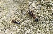 Araignée sauteuse myrmécomorphe (Leptorchestes sp) et fourmi écussonnée (Crematogaster scutellaris) sur le mur d'une fontaine à Forcalquier, Alpes-de-haute-Provence, France