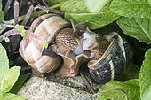 Escargot de Bourgogne (Helix pomatia), accouplement dans l'herbe d'un jardin à Forcalquier, Alpes-de-Haute-Provence, France