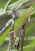 Portrait of Conehead mantis (Empusa pennata) during mating at Forcalquier, Alpes-de-Haute-Provence, France