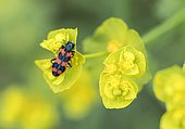 Checkered Beetle (Trichodes alvearius) on a spurge flower (Euphorbia sp) in Forcalquier, Alpes-de-Haute-Provence, France