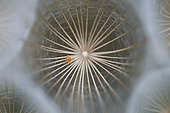 Mite in the feathery achene of a salsify (Tragopogon pratensis) in Forcalquier, Alpes-de-Haute-Provence, France