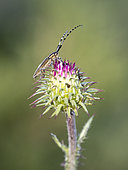 Golden-bloomed Grey Longhorn (Agapanthia villosoviridescens) on the inflorescence of a thistle (Carduus sp) in Forcalquier, Alpes-de-Haute-Provence, France
